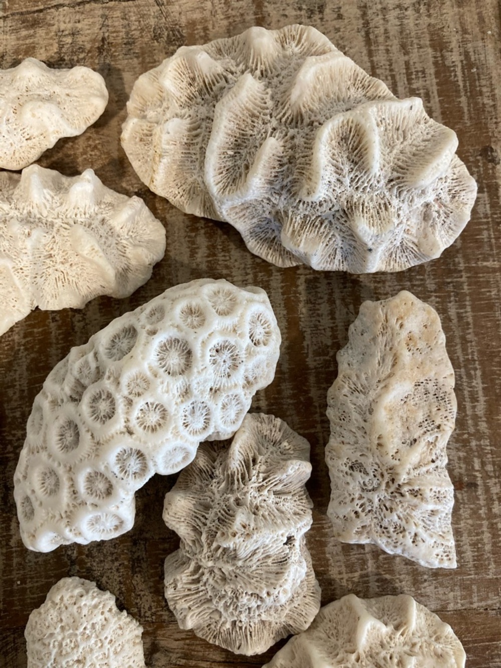 Fossilized Coral Collection 12 Pieces Instant Rock Collection - Picture 4 of 16